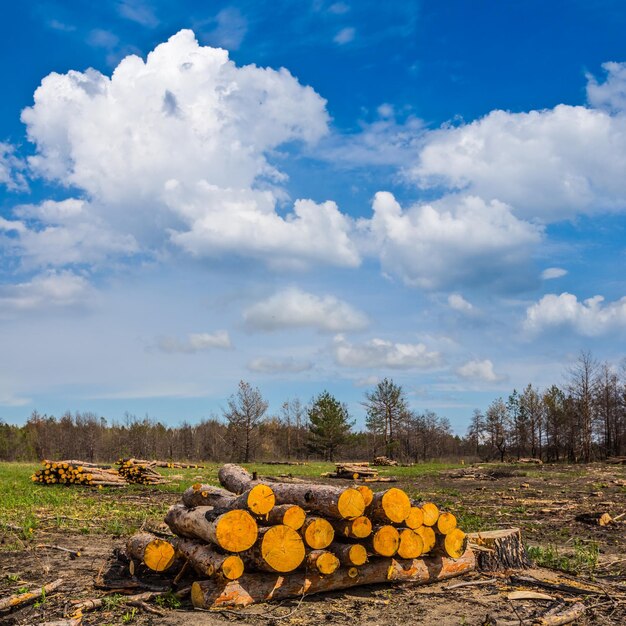 A conceptual image of deforestation