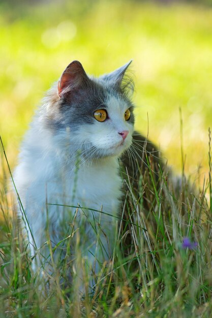 庭の散歩へのアクセスの必要性に関する猫の生活の概念写真