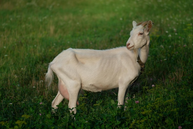 Conceptual photography of goat health Attractive goat photo Portrait of happy young goat Homestead for raising livestock