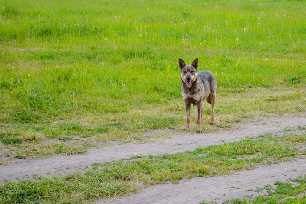 A concerned look of the homeless dog standing on a country road.