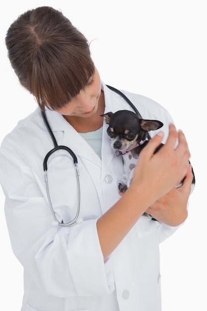 Concerning vet holding a cute chihuahua 