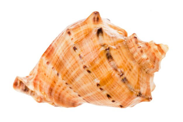 Photo conch of rapana isolated on white