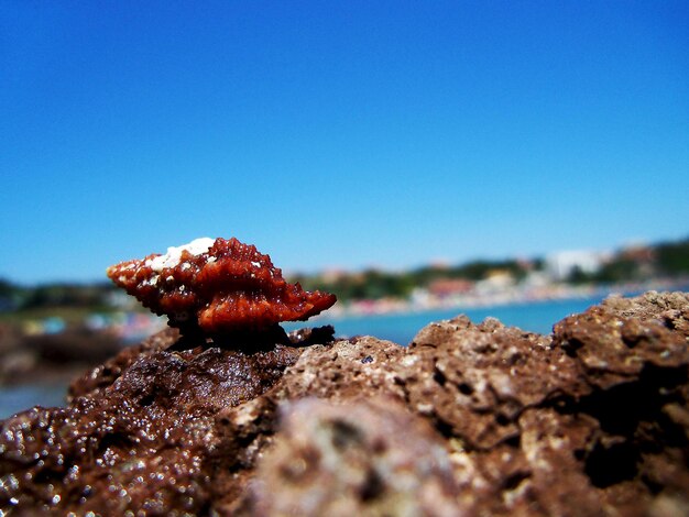 Foto conchiglia sulla costa rocciosa