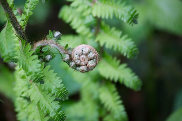 Conch shaped fern leaf