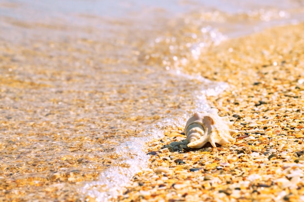 conch shell on beach with waves