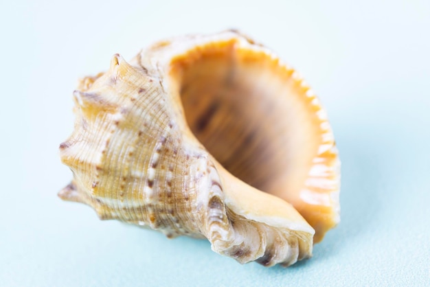 A conch shell on the blue background
