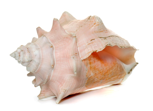 conch 