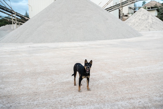 Un cane di fabbrica concreto