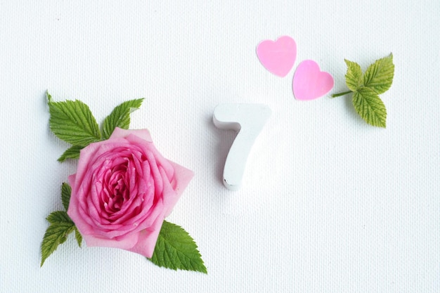 Concrete number 7 and a beautiful rose with petals and hearts on a white background.