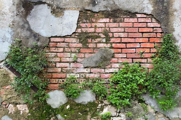 Concrete oude muur met gebroken bakstenen planten vlekken en scheuren textuur