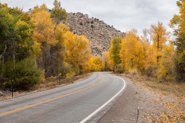 Photo concrete road lined with beautiful autumn trees at the medicine bow national forest in wyoming, usa