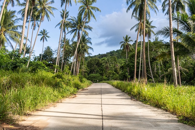 Concrete road through the forest between the palm trees