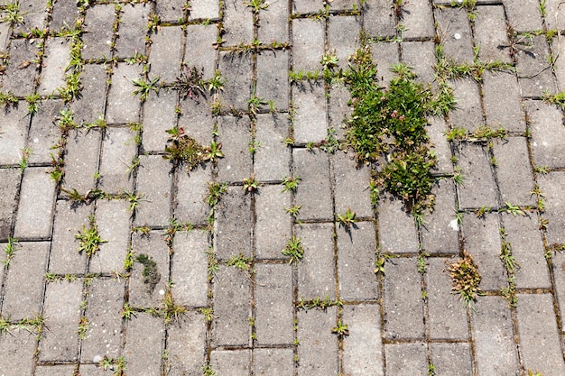 Concrete tiles on the road with grass and other plants sprouting at the seams, part of the road