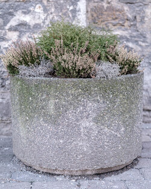 Concrete urban flowerbed with evergreens on a winter day against the background of the wall