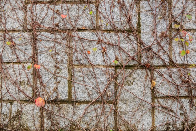 concrete wall with dried ivy vine