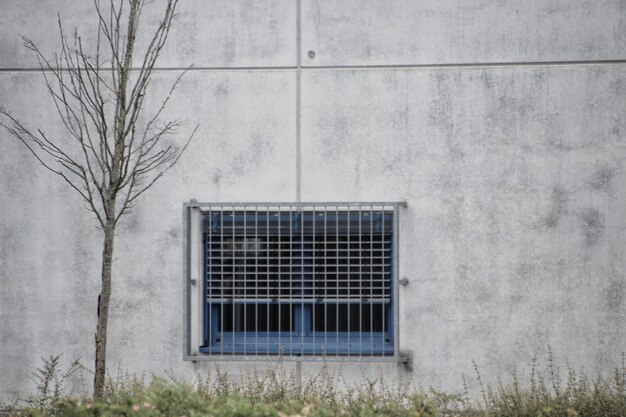 Foto muro di cemento con finestra e albero