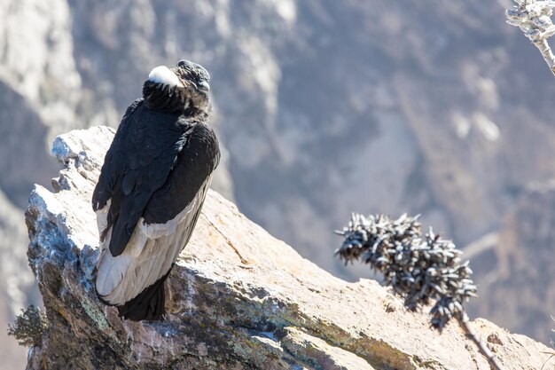 사진 colca canyon sitingperu남아메리카의 콘도르 이것은 지구상에서 가장 큰 비행 새인 콘도르입니다.