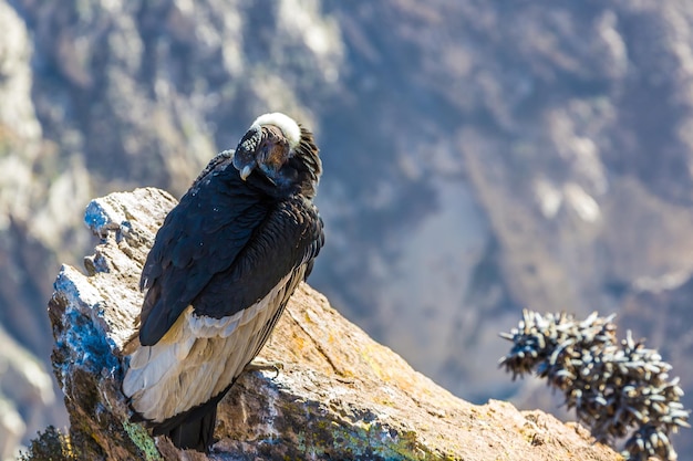 Condor bij Colca-canyon zittend PeruZuid-Amerika Dit is een condor, de grootste vliegende vogel op aarde