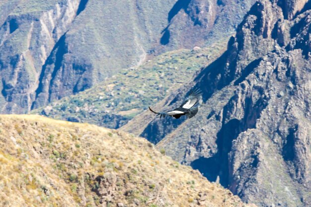 Condor bij Colca-canyon zittend PeruZuid-Amerika Dit is een condor, de grootste vliegende vogel op aarde