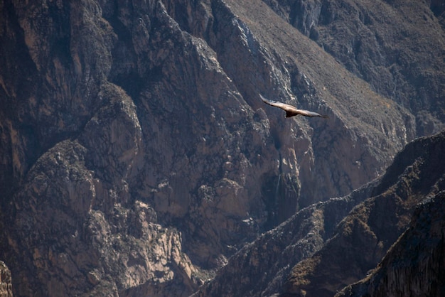 Condor in canyon