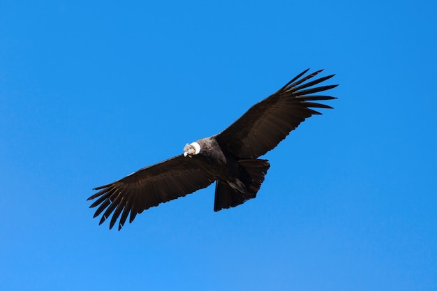 Condor flight