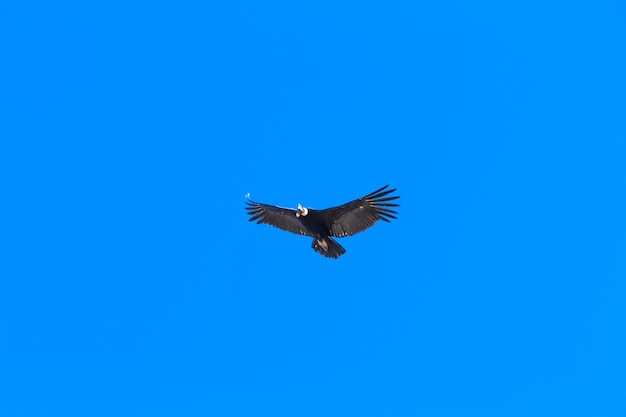 Condor flying in blue sky