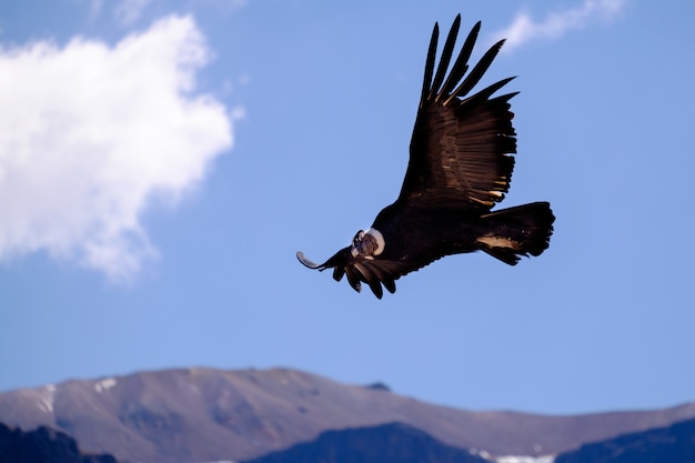 ペルーのコルカ渓谷の上を飛んでいるコンドル