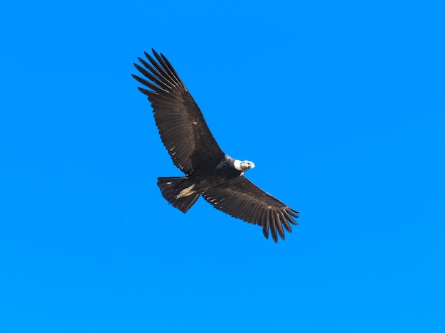 Condor in de lucht