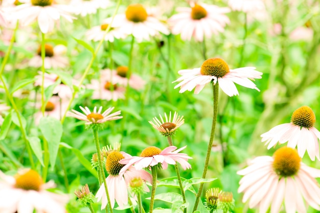 Cone Flower, echinacea. vintage background