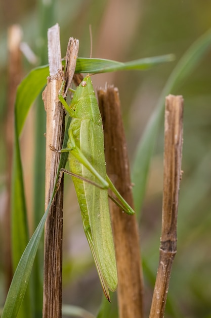 사진 들판의 원뿔머리 메뚜기(ruspolia nitidula)