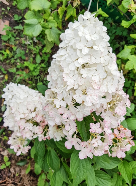 Image of White cone hydrangea flower close up