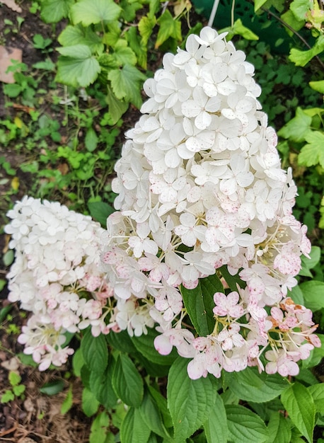 A cone-shaped cap of a white hydrangea inflorescence in an open garden, against a background of green leaves. Close-up.