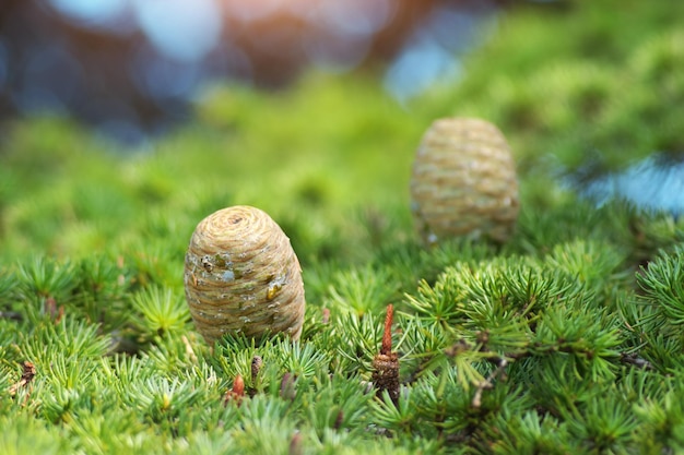 Cone of spruce on branch