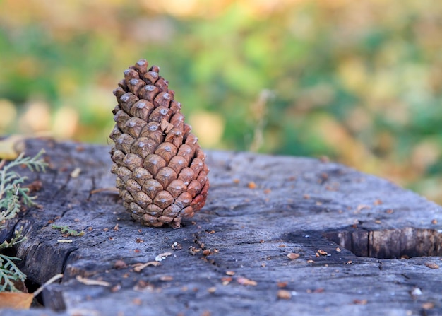 Cone