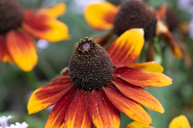 Coneflower with lots of details and blurred background