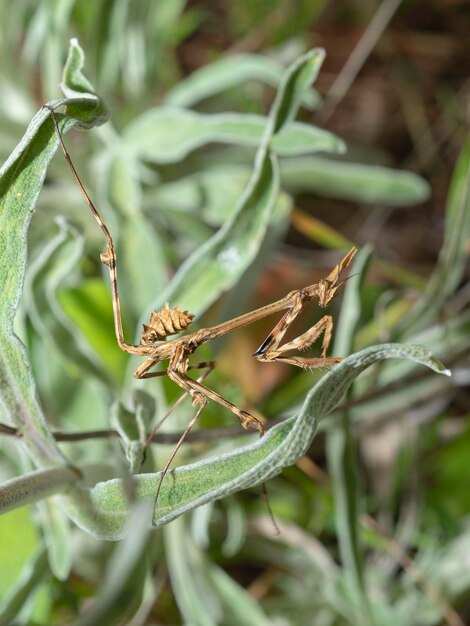 Conehead bidsprinkhaan Empusa pennata Malaga Spanje