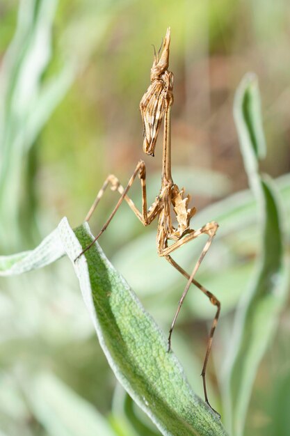 Шишкоголовый богомол Empusa pennata Малага Испания