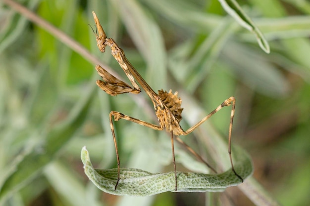 Conehead mantis Empusa pennata Malaga Spain