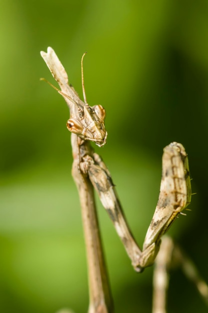 コーンヘッド カマキリ Empusa pennata