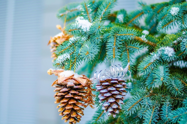 Cones on the Christmas tree on the street under the snow.