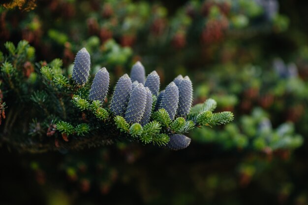 Cones of coniferous trees close-up. Tree.