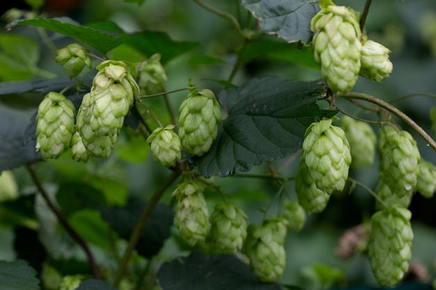 Cones of flowering hops close-up. Ingredient in the beer industry.