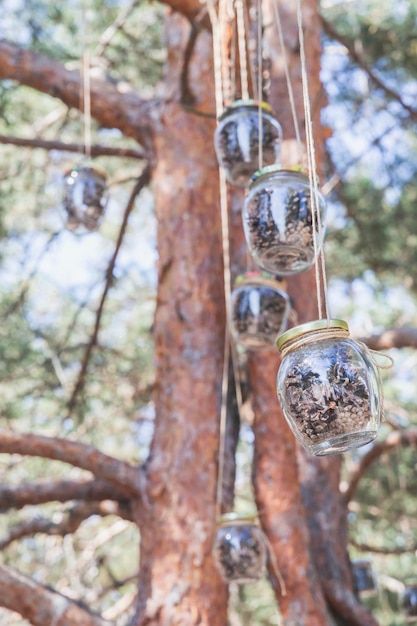 cones in glass jars weigh on branches