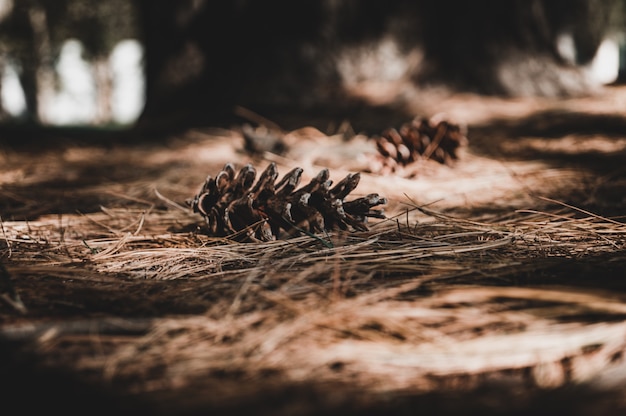 cones on the ground