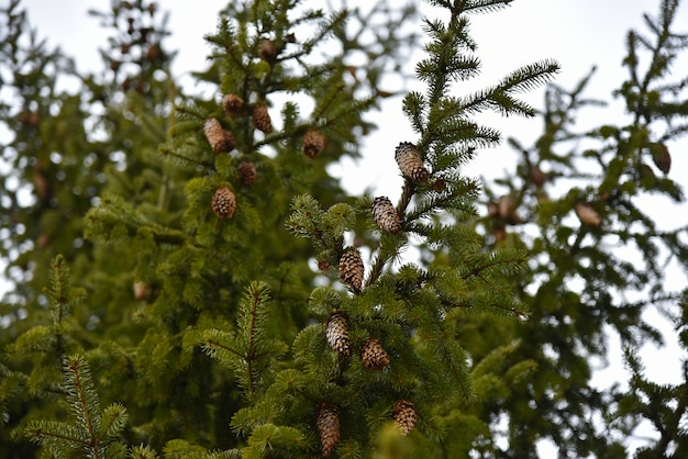 Cones grow on the tree, bottom view