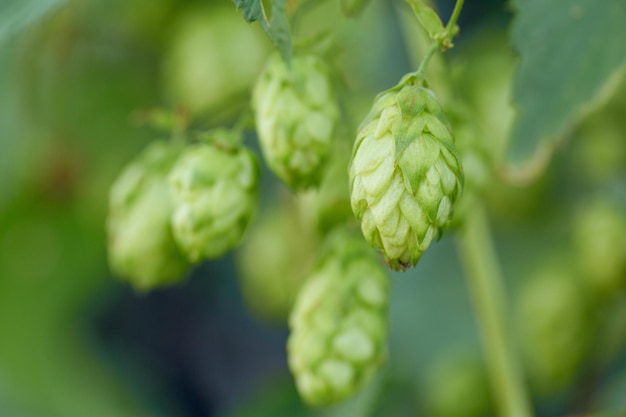 Cones of hops in a basket for making natural fresh beer concept of brewing Beautiful panoramic image tinted