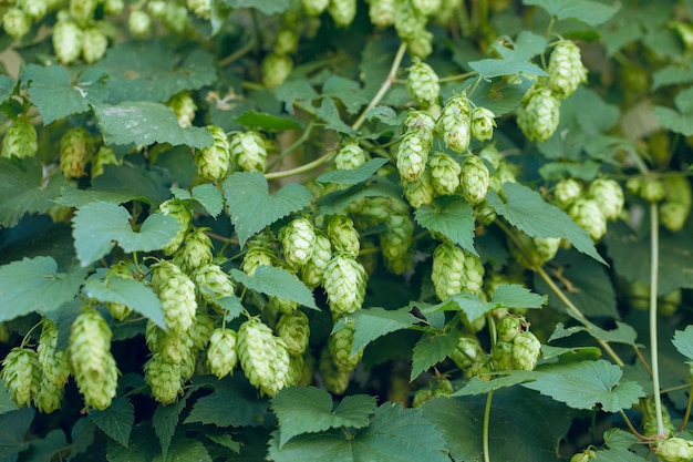 Cones of hops in a basket for making natural fresh beer concept of brewing