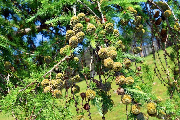 Конусы и листья японской лиственницы Larix kaempferi