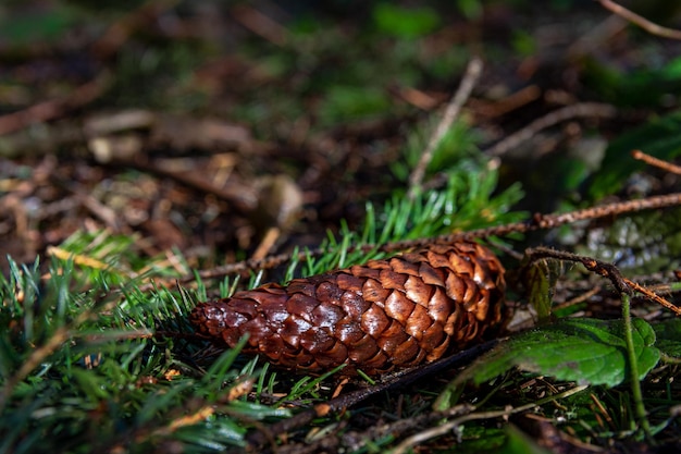 Cones lie on green coniferous fir branches in the Carpathian forest