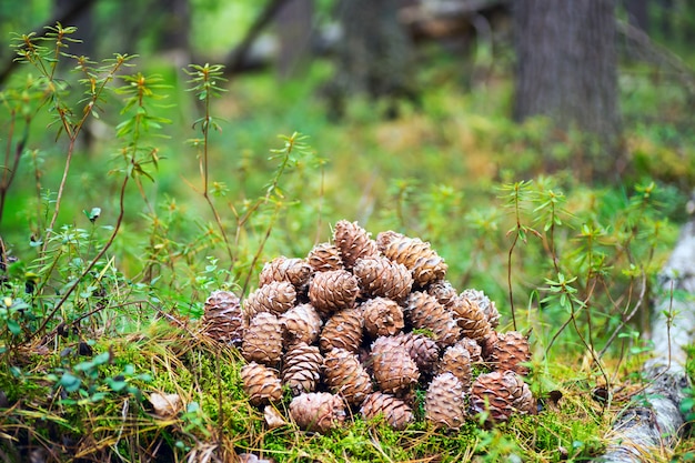 Cones lie in a heap in the woods.